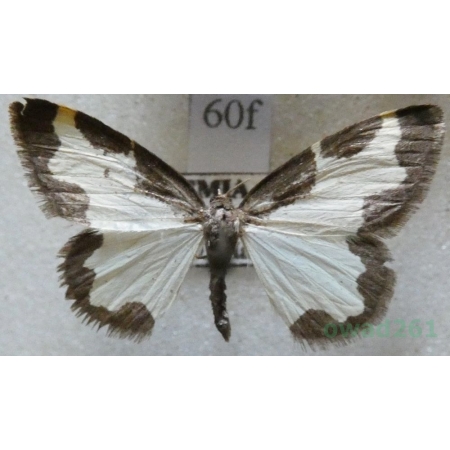 Lomaspilis marginata (Linnaeus, 1758) Plamiec nabuczak Czech60f